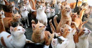 تعرف على مدينة القطط ❞ اسطنبول ❝