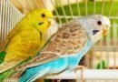 تكاثر الببغاء ⇚ مراحل تزاوج وتكاثر طيور الدرة