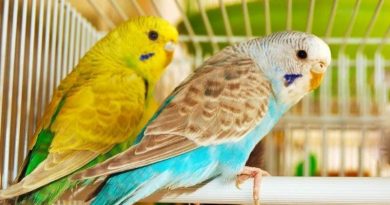 تكاثر الببغاء المحلي ⇚ مراحل تزاوج طيور الدرة