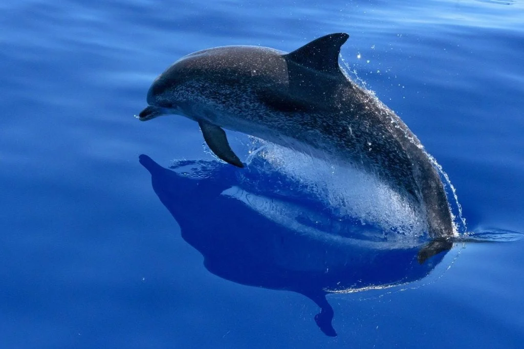 كيف تتنفس الدلافين ؟ 3 dolphin 2709809 1280