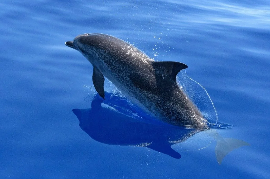 كيف تتنفس الدلافين ؟ 5 dolphin 2709834 1280