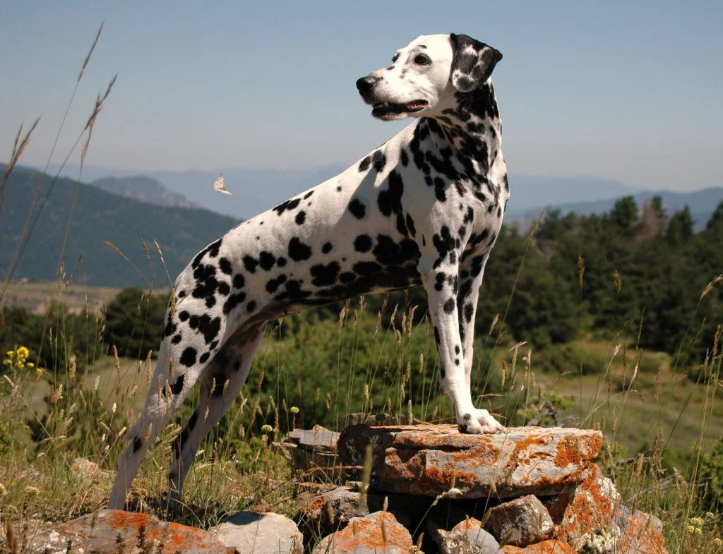 أكثر 7 سلالات مطلوبين للكلاب 5 Curra la dalmata en els Pirineus 2010 1