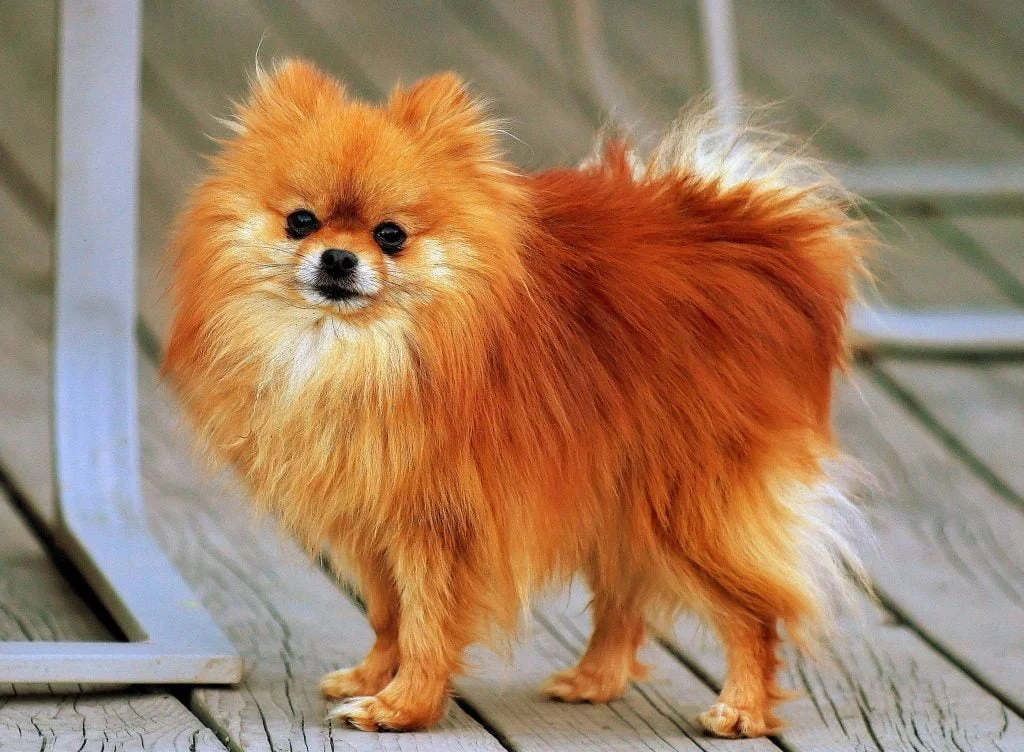 أكثر 7 سلالات مطلوبين للكلاب 1 Pomeranian orange sable Coco 1