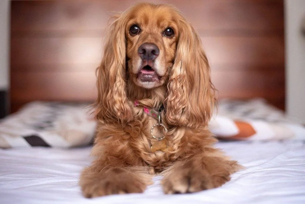 أكثر 7 سلالات مطلوبين للكلاب 4 english cocker spaniel 5937752 1280 1