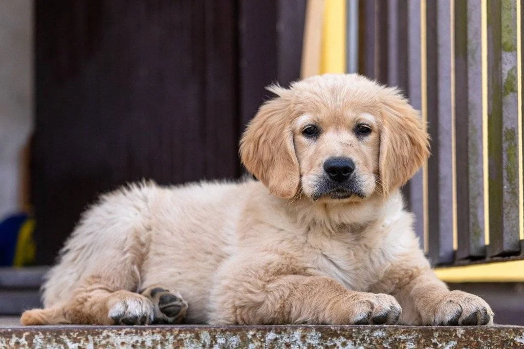 أكثر 7 سلالات مطلوبين للكلاب 6 golden retriever 4135270 1280 1