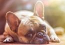 أنواع الإسهال في الكلاب الأسباب والعلاج