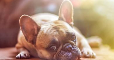 أنواع الإسهال في الكلاب الأسباب والعلاج
