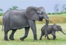 هل الفيل يلد ام يبيض؟