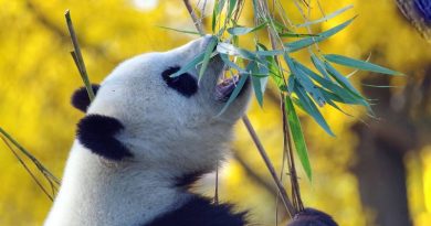 أسئلة عن الحيوانات: دب الباندا