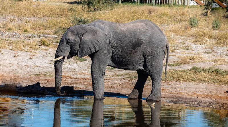 أسئلة واجوبة عن الحيوانات : الفيل