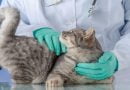 التغيرات الجسدية في القطط بعد الإخصاء