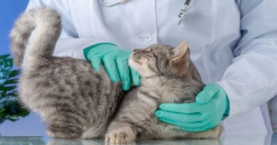التغيرات الجسدية في القطط بعد الإخصاء