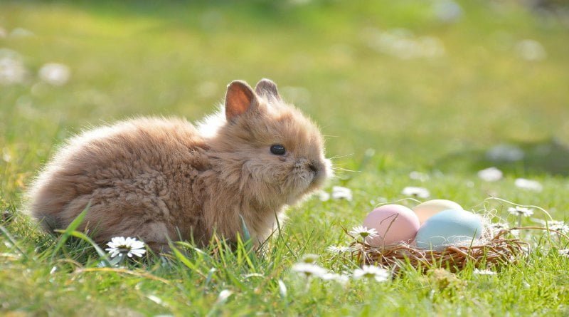 هل تستطيع الأرانب أكل البيض ؟