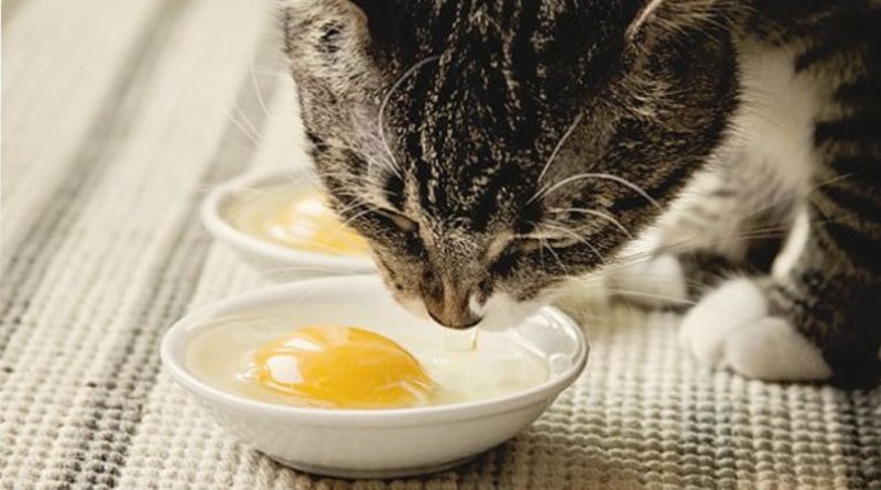 يمكن للقطط أن تأكل البيض ؟ 1