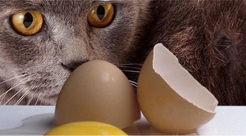 يمكن للقطط أن تأكل البيض ؟ 2