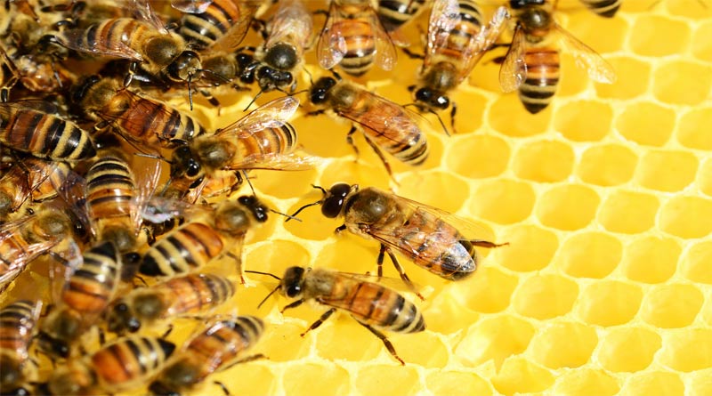 يموت النحل بعد اللسع؟ 1