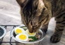 هل يمكن للقطط أن تأكل البيض ؟