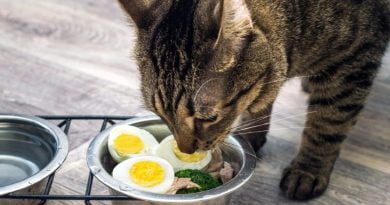 هل يمكن للقطط أن تأكل البيض ؟