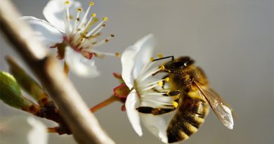 هل يموت النحل بعد اللسع؟