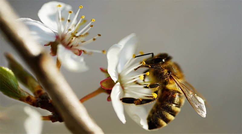 هل يموت النحل بعد اللسع؟