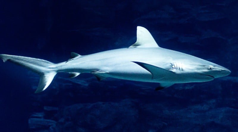 القرش البيضاء الكبيرة وتأثيرها على انقراض ميجالودون 1