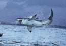 أسماك القرش البيضاء الكبيرة وتأثيرها على انقراض ميجالودون