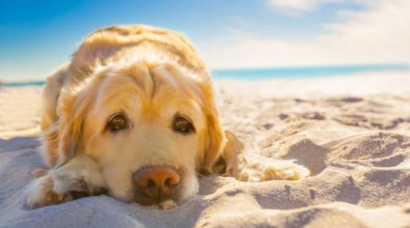 ضربة الشمس عند الكلاب الأعراض والعلاج