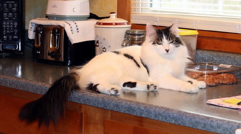 لماذا لا يجب أن يكون هناك حيوانات في مطبخك ؟