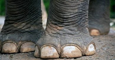 ما لا تعرفه عن أرجل الفيلة