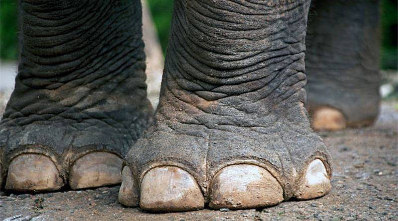 ما لا تعرفه عن أرجل الفيلة