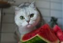 هل يمكن للقطط أن تأكل البطيخ؟
