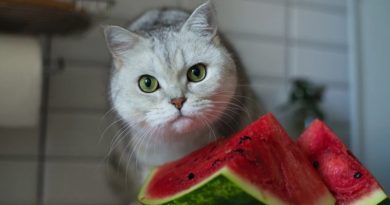 هل يمكن للقطط أن تأكل البطيخ؟