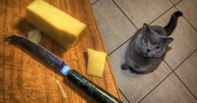 هل يمكن للقطط أن تأكل الجبن ؟