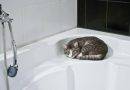 كيف تستحم قطة
