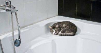 كيف تستحم قطة