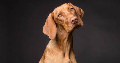 التهابات الأذن في الكلاب