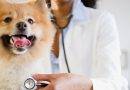 التهاب الحنجرة عند الكلاب