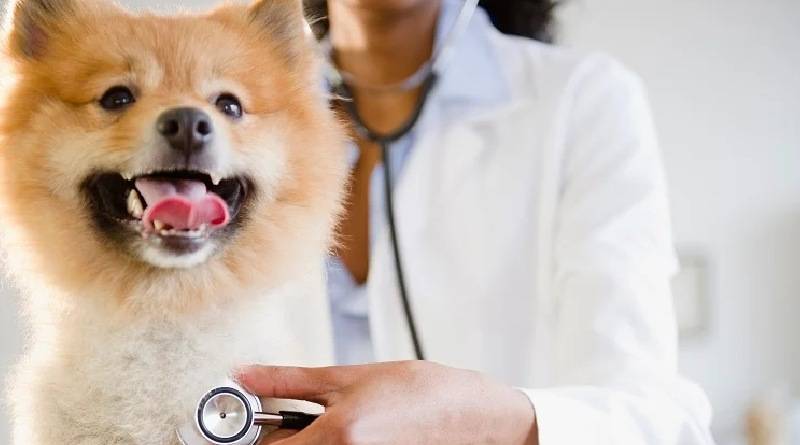 التهاب الحنجرة عند الكلاب