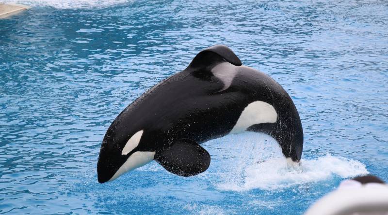 تعرف على الحوت القاتل orca