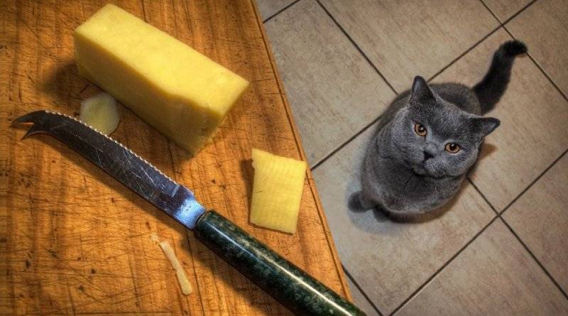 هل يمكن للقطط أن تأكل الجبن ؟