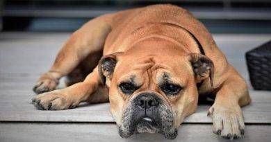 السرطان الغدي في الكلاب - الأعراض والعلاج