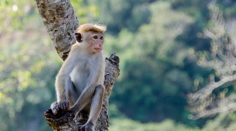القرود المهددة بالانقراض