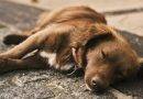 ماذا تعني وضعيات الكلاب عند النوم