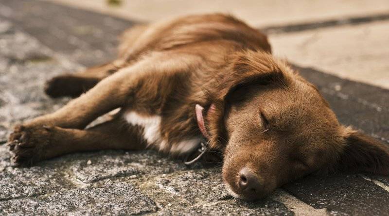 ماذا تعني وضعيات الكلاب عند النوم