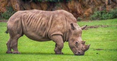 هل وحيد القرن معرض لخطر الانقراض؟