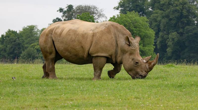 هل وحيد القرن معرض لخطر الانقراض؟