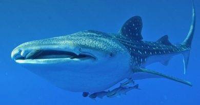 حقائق مثيرة عن قرش الحوت