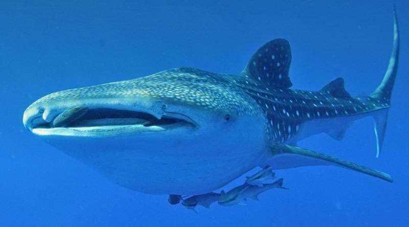 حقائق مثيرة عن قرش الحوت