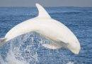 خصائص الدلفين الأبيض