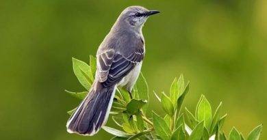 بعض المعلومات عن طائر القيثارة